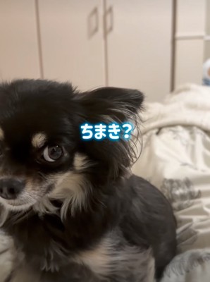 少し引いた顔つきの犬