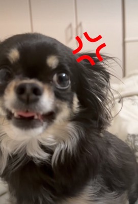 歯を剥き出しにする犬