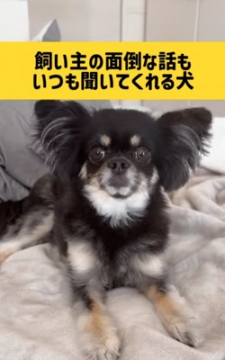 話を聞く犬