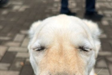 目