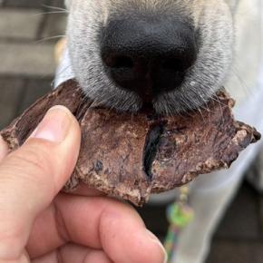 元保護犬におやつをあげた結果→思った以上に美味しかったようで…とんでもなく尊い『味わいの表情』に「可愛すぎ」「しみじみしてる」と反響
