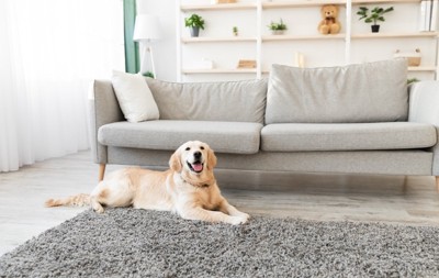 ソファでの前でくつろぐ犬