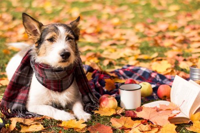 ピクニックをする犬