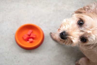 カットフルーツと犬
