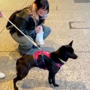 犬と一緒に『娘を空港までお迎えに行った』結果→なぜか無視されて…気付いた瞬間の『大歓迎』に反響 全力の