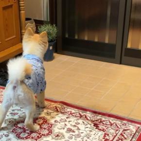 3年ぶりに『甥っ子と姪っ子』と再会した犬→姿が見えた瞬間、大喜びして…愛に溢れた光景が17万再生「素敵」「覚えてたんだね」「幸せそう」