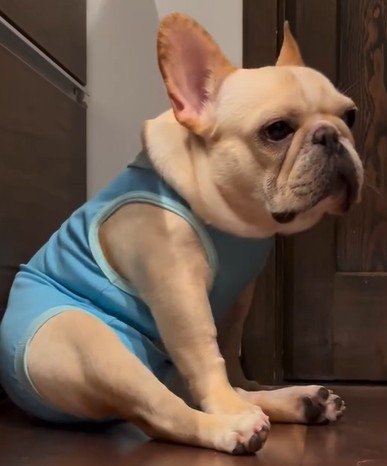 再び座り直した犬