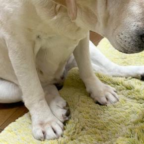 夕飯を作っていたら、すぐ近くにきた大型犬→『何日も食べていません』と言っているようで…まさかの表情に爆笑「悲壮感凄いｗｗ」「演技派で草」