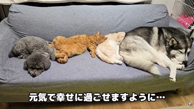 いつまでも仲良く幸せに暮らしてね！