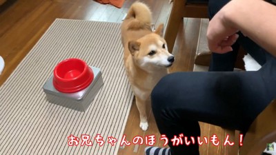 お兄ちゃんにベッタリ
