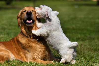 茶犬にキスをする白犬