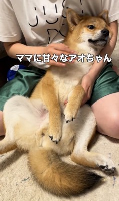人の脚の間で仰向けになる犬