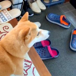 半年ぶりに息子が帰省→玄関が開いた瞬間、犬が『お兄ちゃんだ！』と喜んで…愛おしすぎる『再会』が91万再生「歓喜の舞」「素直過ぎて可愛い」