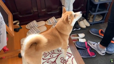 お兄ちゃんが帰ってきました