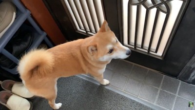 帰ってしまうとしょんぼり…