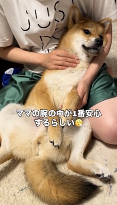 仰向けで体を撫でられる犬