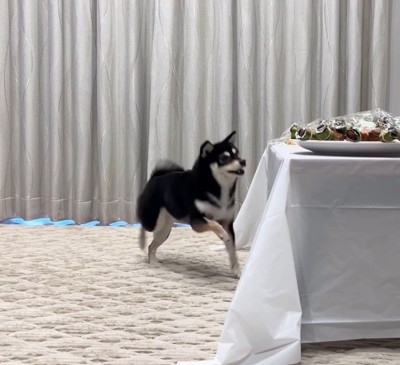 「早く食べたい！」と足踏み