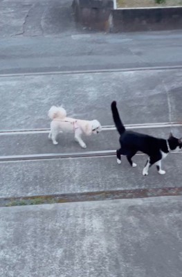 このまま置いていけない…