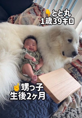 グレート・ピレニーズのとと丸ちゃん♡