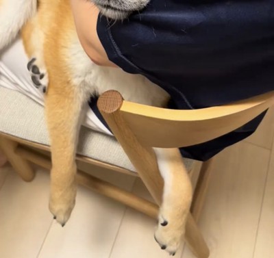 だらんと垂れ下がった犬の前脚