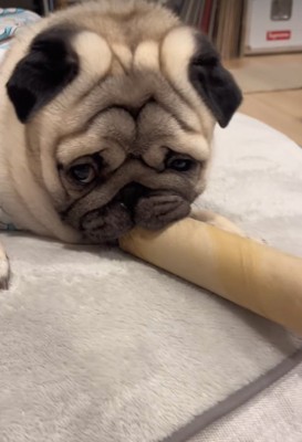 筒を離したがらない小型犬