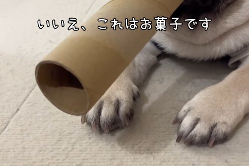 小型犬のおもちゃ