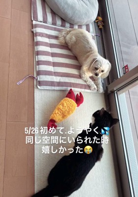 初めは困惑していたシュガーちゃん