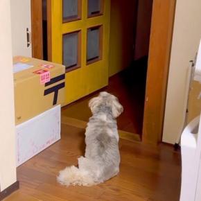 お父さんが2日間留守にした結果→夜になると、犬が『玄関』をジッと見つめて…健気な光景と『再会の瞬間』に反響「家族の絆感じる」「寂しいね」
