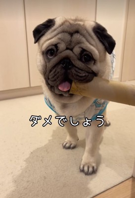 筒を咥えている小型犬