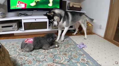 きゅうちゃんが家族になって嬉しそう♪