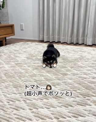 リラックス中に「トマト」と言ったら…