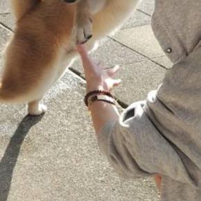 妹が家に遊びに来た結果→犬が大喜びして…「ヤホォォイって聞こえてくるｗ」「可愛いダンス」変なポーズで熱烈歓迎をする光景に1万いいね集まる
