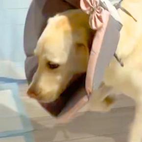 『天才やんｗｗ』エリザベスカラーをした大型犬→ご飯の時間になると…まさかの『使いこなしている光景』が26万再生「すごい早技」「画期的で草」