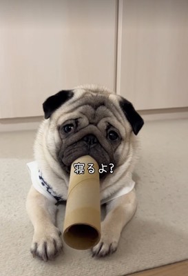 筒を咥えている小型犬