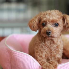 犬が『人を信用していない』ときにみせるサイン5選　愛犬に認めてもらうための適切な対応まで