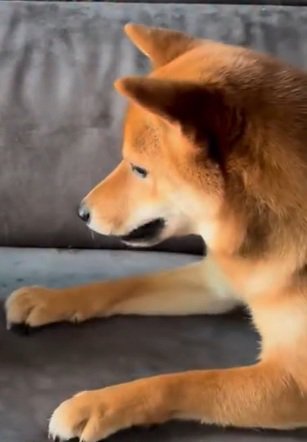 柴犬ちゃまるちゃん