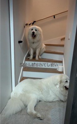 通れなくなった犬