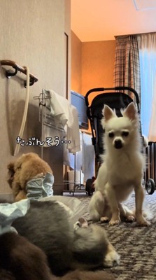 鏡の前で床を見つめるトイプードル