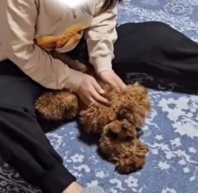 笑顔で家族に視線を向ける犬