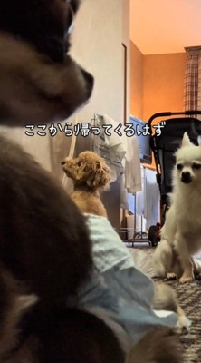 鏡の前に座るトイプードル