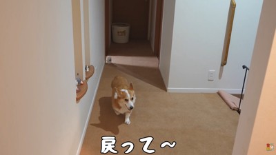 戻ってきたかと思うと…