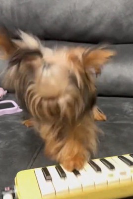 高速で鍵盤を押して音を鳴らす犬