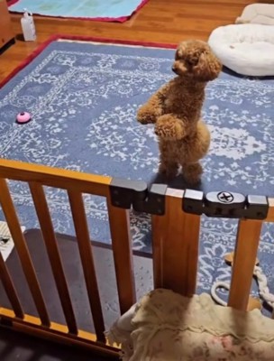 後ろ足で立ち上がってドアを見つめる犬