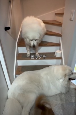 俯く犬