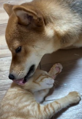 毛づくろいするちゃまるちゃん