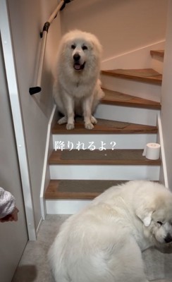 階段を降りようとしない犬