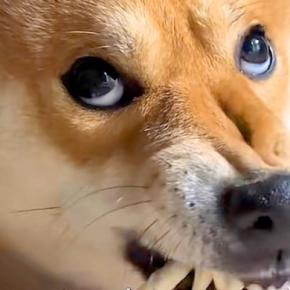 歯をむき出しにしてオヤツを食べる犬→『赤ちゃんの頃』と比較すると…『同じ犬とは思えない光景』が72万再生「どっちも可愛い」「違い過ぎるw」