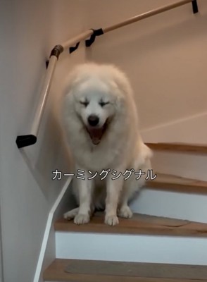 大きなあくびをする犬