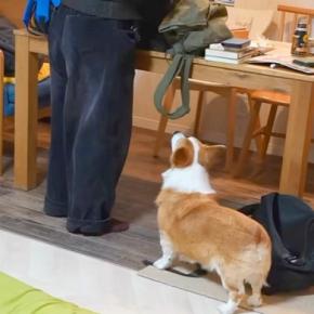 お兄ちゃんが帰省したら、犬が『お泊りするの?』と大喜びして…家族愛を感じる光景と『切ないお別れ』に反響「大好きなのが伝わる」「嬉しそう」