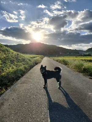 尊い
